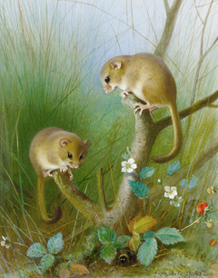 Dormice (see Muscardinus avellanarius). by Archibald Thorburn