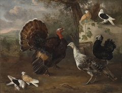 Fowls by Cornelia de Rijck