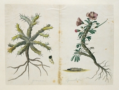 Geranium (Monsonia sp) met wortels en een detail van een doorsnede by Robert Jacob Gordon