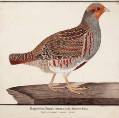 Grey Partridge by Magnus von Wright