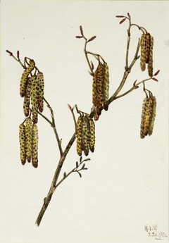 Hazel Alder (Alnus regosa) by Mary Vaux Walcott