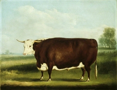 Hereford Bull by William Henry Davis