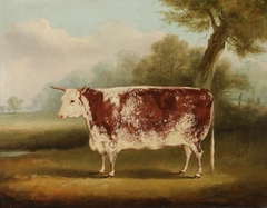 Hereford Cow by William Henry Davis