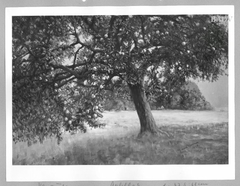 Landschaft mit Apfelbaum by Hans Thoma