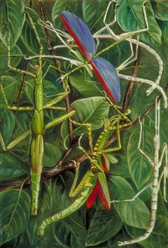 Leaf-Insects and Stick-Insects by Marianne North