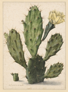 Pear Cactus in Bloom by Herman Saftleven