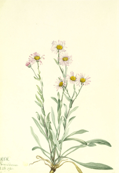 Pink Fleabane (Erigeron caespitosus) by Mary Vaux Walcott