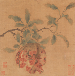 Pomegranate by Anonymous