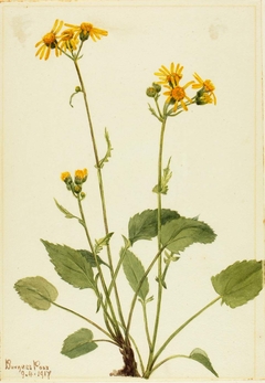 Ragwort (Senecio burkei) by Mary Vaux Walcott