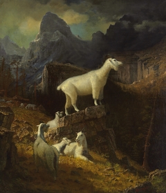 Rocky Mountain Goats by Albert Bierstadt