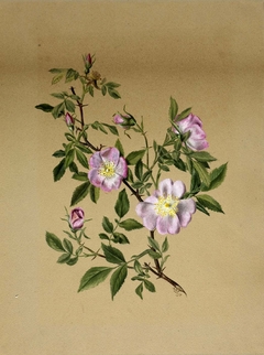 Rose Mallow (Hibiscus moscheutos) by Mary Vaux Walcott