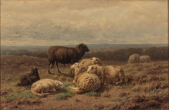 Schapen by Helmert van der Flier