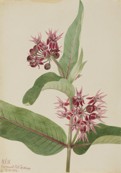 Showy Milkweed (Asclepias speciosa) by Mary Vaux Walcott