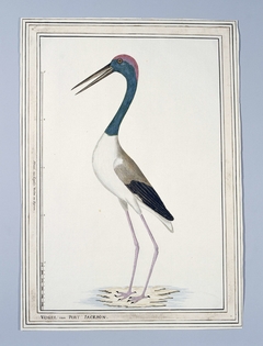 Soort kraanvogel (Ephippiorhynchus asiaticus?), West-Australië by Unknown Artist