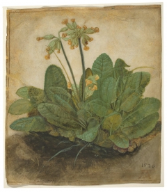 Tuft of Cowslips by Albrecht Dürer