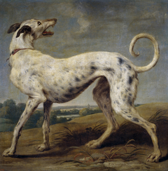 Un galgo blanco by Paul de Vos