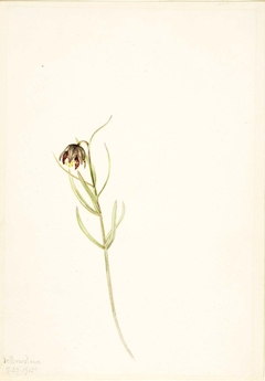 Untitled--Flower Study by Mary Vaux Walcott