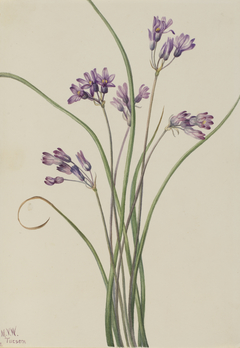 Wild Hyacinth (Brodiaea pulchella) by Mary Vaux Walcott