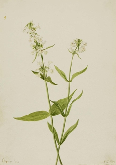 Yellow Pentstemon (Pentstemon confertus) by Mary Vaux Walcott