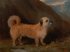 A Dandie Dinmont Terrier by John Ferneley