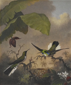 Black-eared Fairy by Martin Johnson Heade