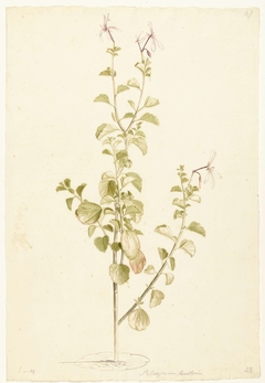 Bloeiende Pelargonium by Laurens Vincentsz. van der Vinne