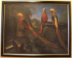 fagiano dorato della cina in tre vedute by Bartolomeo Bimbi