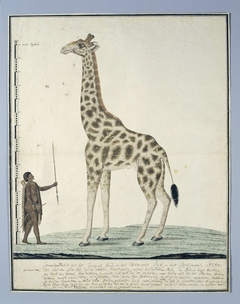 Giraf (Giraffa camelopardalis), met links een Khoi by Robert Jacob Gordon