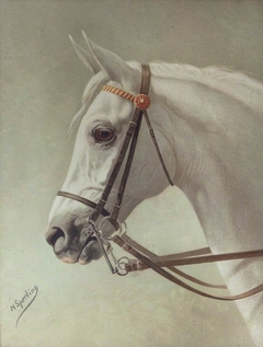 Head of a White Horse by Heinrich Sperling