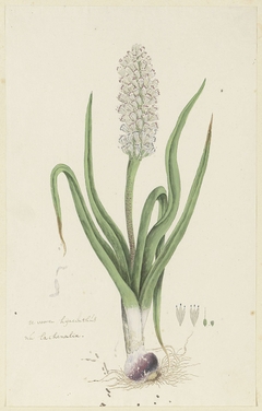 Lachenalia, met detailstudies van de bloeiwijze by Robert Jacob Gordon