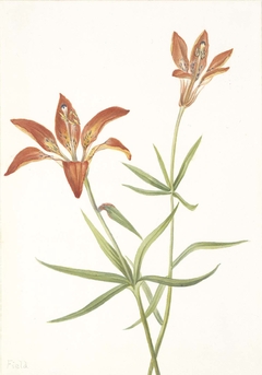 Lily (Lilium montanum) by Mary Vaux Walcott