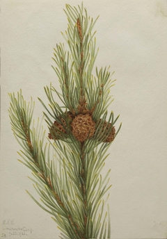 Lodgepole Pine (Pinus Contorta murrayana) by Mary Vaux Walcott