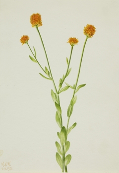 Orange Polygala (Polygala lutea) by Mary Vaux Walcott