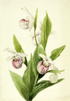 Queen's Slipper (Cypripedium reginae) by Mary Vaux Walcott