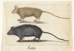 Rats and Mice by Unknown Artist