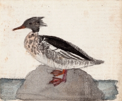 Red-Breasted Merganser by Ferdinand von Wright