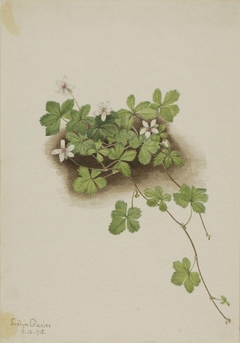 Red Dewberry (Rubus pedatus) by Mary Vaux Walcott