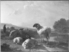 Schapen by Balthasar Paul Ommeganck