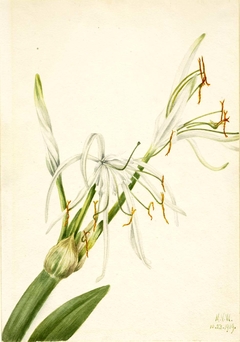 Spider Lily (Hymenocallis rotata) by Mary Vaux Walcott