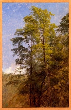 Tree Study, Catskill Clove, New York by Thomas Hiram Hotchkiss