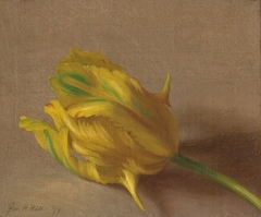 Tulip by George Henry Hall