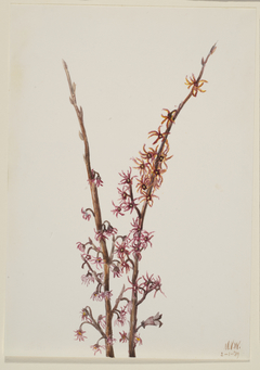 Untitled--Plant Study by Mary Vaux Walcott