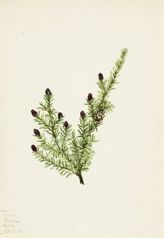 Western Hemlock (Tsuga heterophylla) by Mary Vaux Walcott