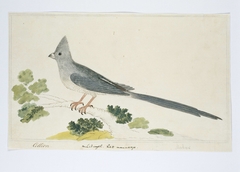 Witkruismuisvogel (Colius colius); het mannetje by Robert Jacob Gordon