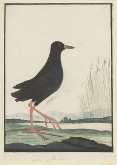 Zwarte riethaan (Amaurornis flavirostris) by Robert Jacob Gordon