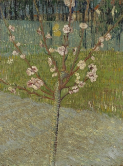 Almond Tree in Blossom by Vincent van Gogh