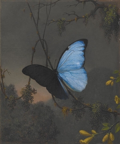 Blue Morpho Butterfly by Martin Johnson Heade