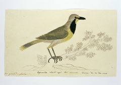 Bokmakierie klauwier of wurgvogel (Telophorus zeylonus): mannetje by Robert Jacob Gordon