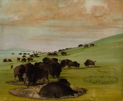 Buffalo Bulls in a Wallow by George Catlin