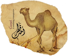 Camel by Khawar Bilal